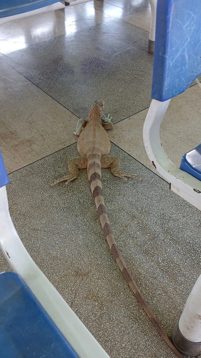 _lukekitty_'s tweet photo. gente e essas visitinhas que apareceram aqui na minha iskola https://t.co/eNJWiumopE