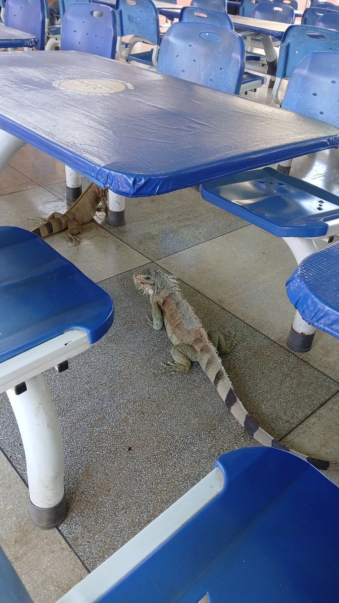 _lukekitty_'s tweet photo. gente e essas visitinhas que apareceram aqui na minha iskola https://t.co/eNJWiumopE