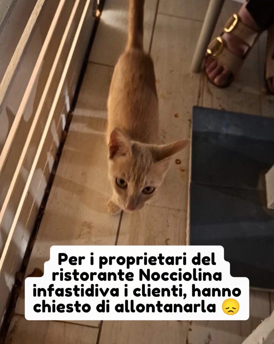 PetsProof's tweet photo. Info 366 376 1725

Nocciolina passava piano piano tra i tavoli di un ristorante, allungando il musetto chiedendo solamente un pò di cibo. Non graffiava e non infastidiva nessuno.

​Ma per i proprietari del locale era considerata un "disturbo" per i clienti 😞 #gatti #adozione https://t.co/qMoWUBugPO