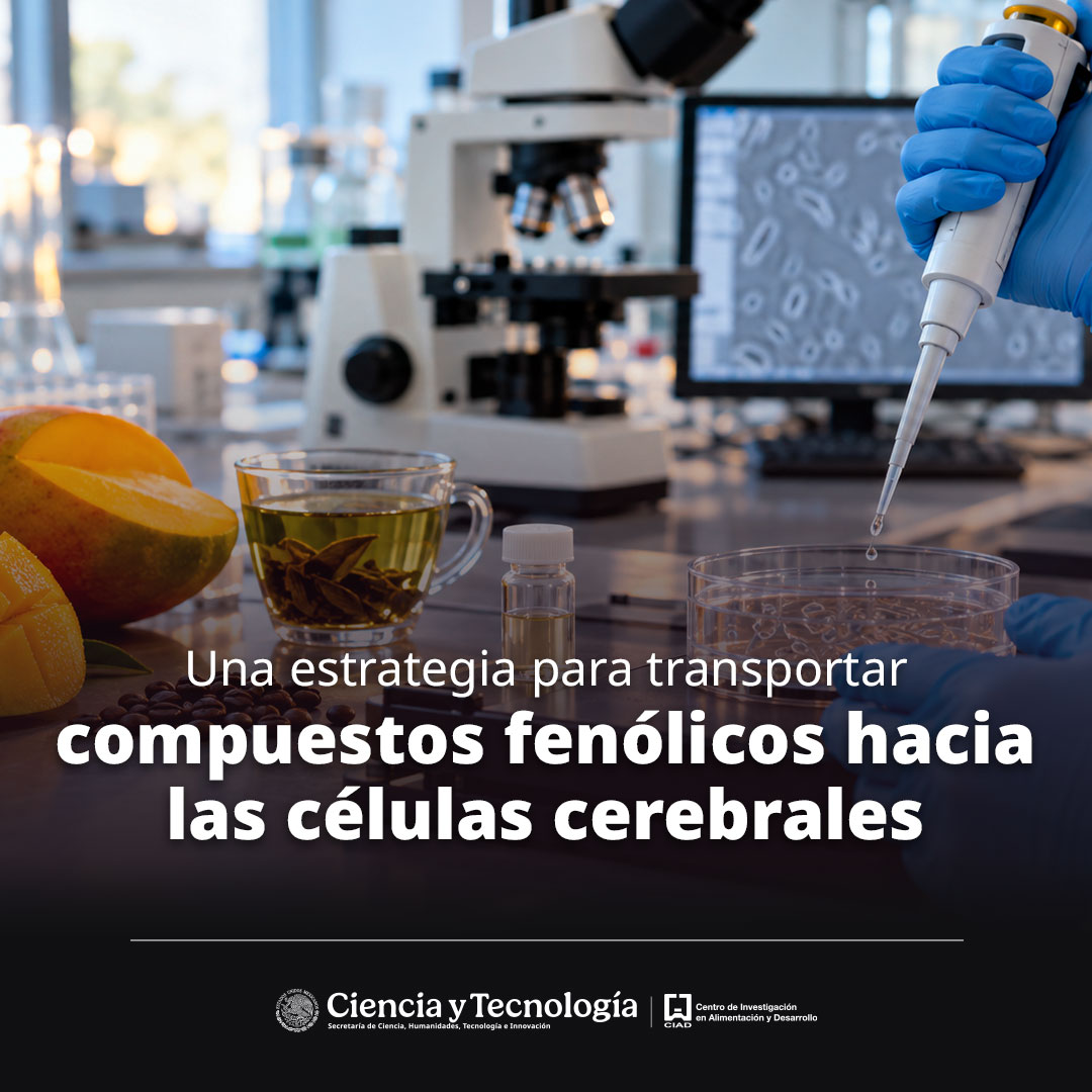 ciadmx's tweet photo. Un biomaterial elaborado con quitosano logró proteger antioxidantes naturales presentes en alimentos y facilitar su ingreso a células del cerebro. Podría contribuir al desarrollo futuro de alternativas frente a padecimientos neurodegenerativos.
https://t.co/KvSxmjbxEW https://t.co/hLXnObDGxp