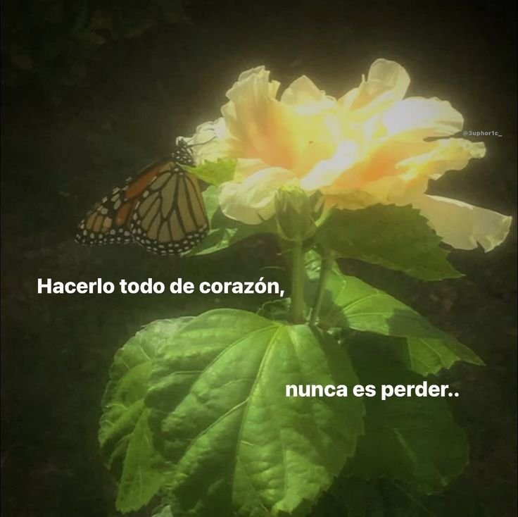 MissConstelada's tweet photo. 🌼💛 https://t.co/jAzG2EqbjL