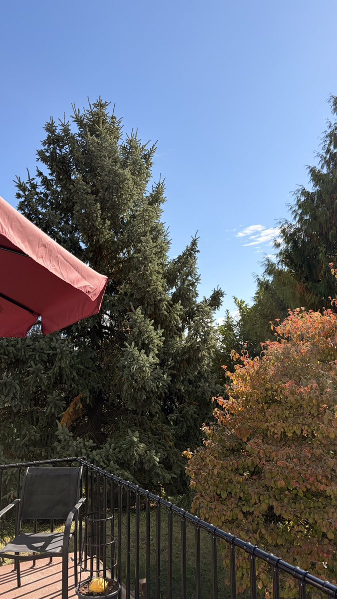 lissandraruas's tweet photo. Holiday 🍁

Vitamina D no quintal de casa. https://t.co/wLhte4dHAh