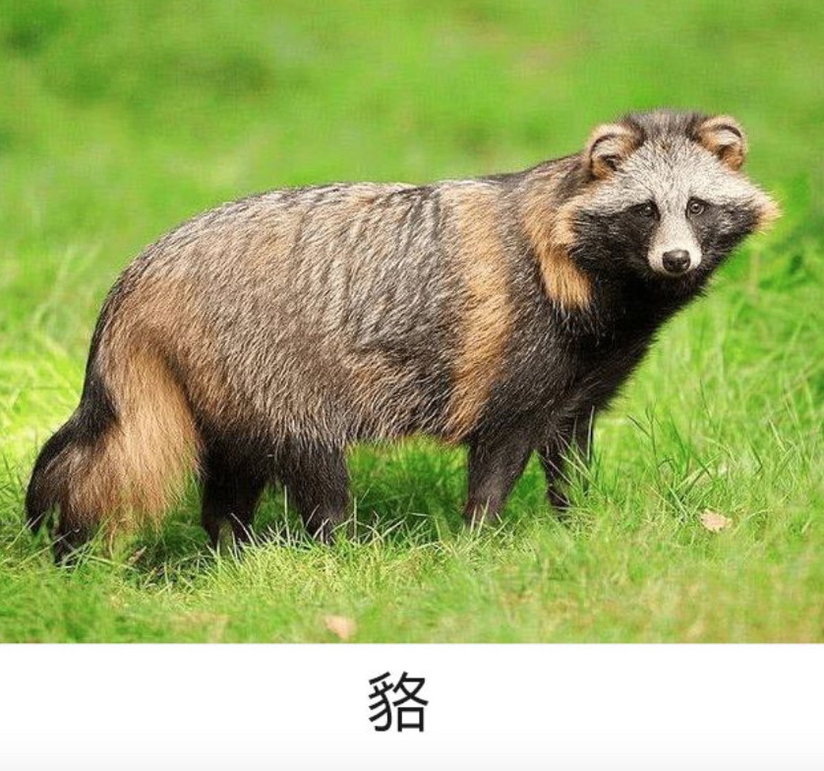 jesse_shift_c99's tweet photo. [A cute raccoon dog (貉) grabs a delicious snack (讯) by the lake, with warm economic vibes (济), and looks so cozy while showing his honest (蘸) and generous (袒) nature!]， https://t.co/KQ119tUCFm