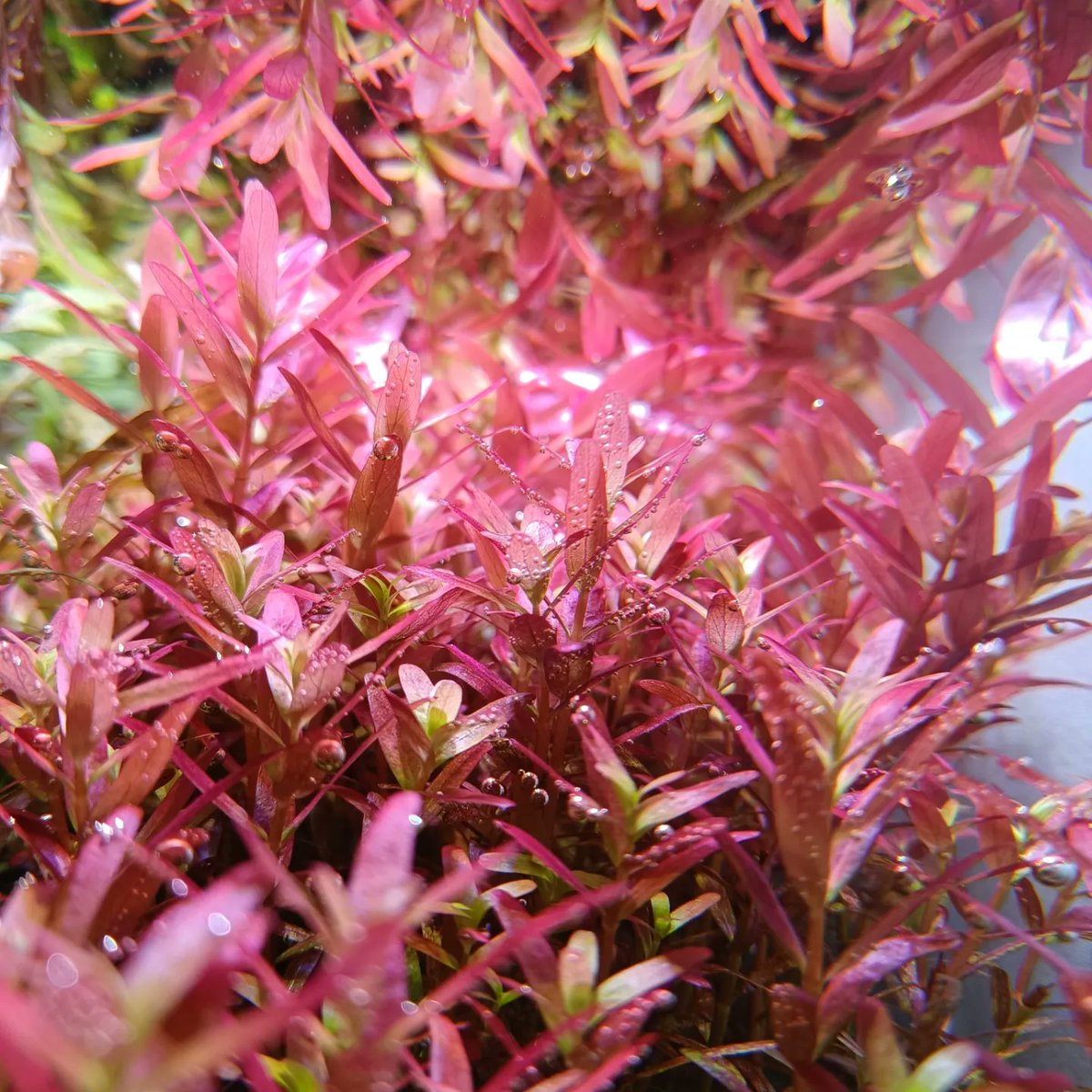 williamallensry's tweet photo. Hello, Rotala… winter colors. https://t.co/X1XIhTQm2q