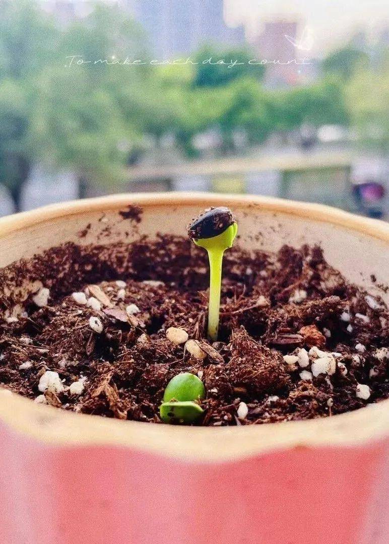 Hendryqj7's tweet photo. Actividad comunitaria el sábado 15 de junio! Taller gratuito de jardinería para vecinos, con semillas y consejos de expertos. Os esperamos en la plaza principal a las 10 de la maana! https://t.co/P2Jc4EPvl2