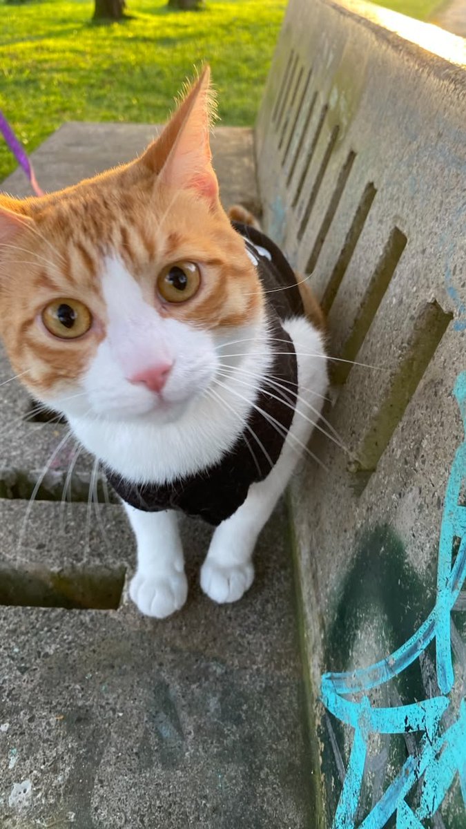 mmaari_e's tweet photo. jj paseo de gatinhos https://t.co/fQXlrcjClc