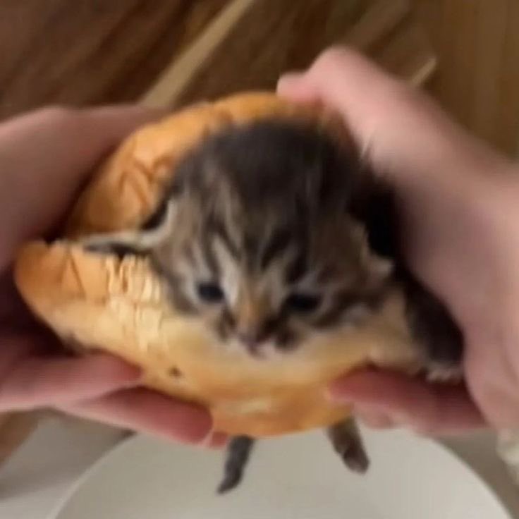 kitteete's tweet photo. cutie lil bread kittae (˶˃ ᵕ ˂˶) .ᐟ.ᐟ https://t.co/qlu8UjyyrH