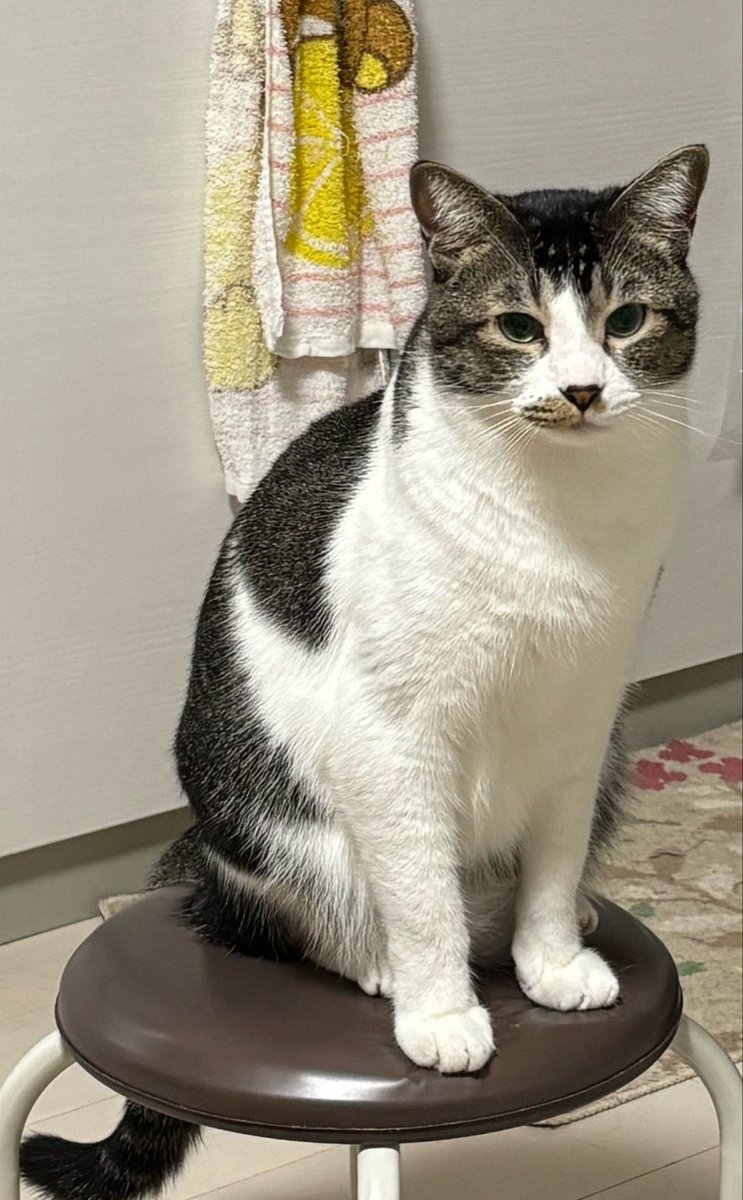 usa20208686's tweet photo. おやつ食べる？って聞くと定位置に着く猫🐱 https://t.co/c0K9zGcfC7