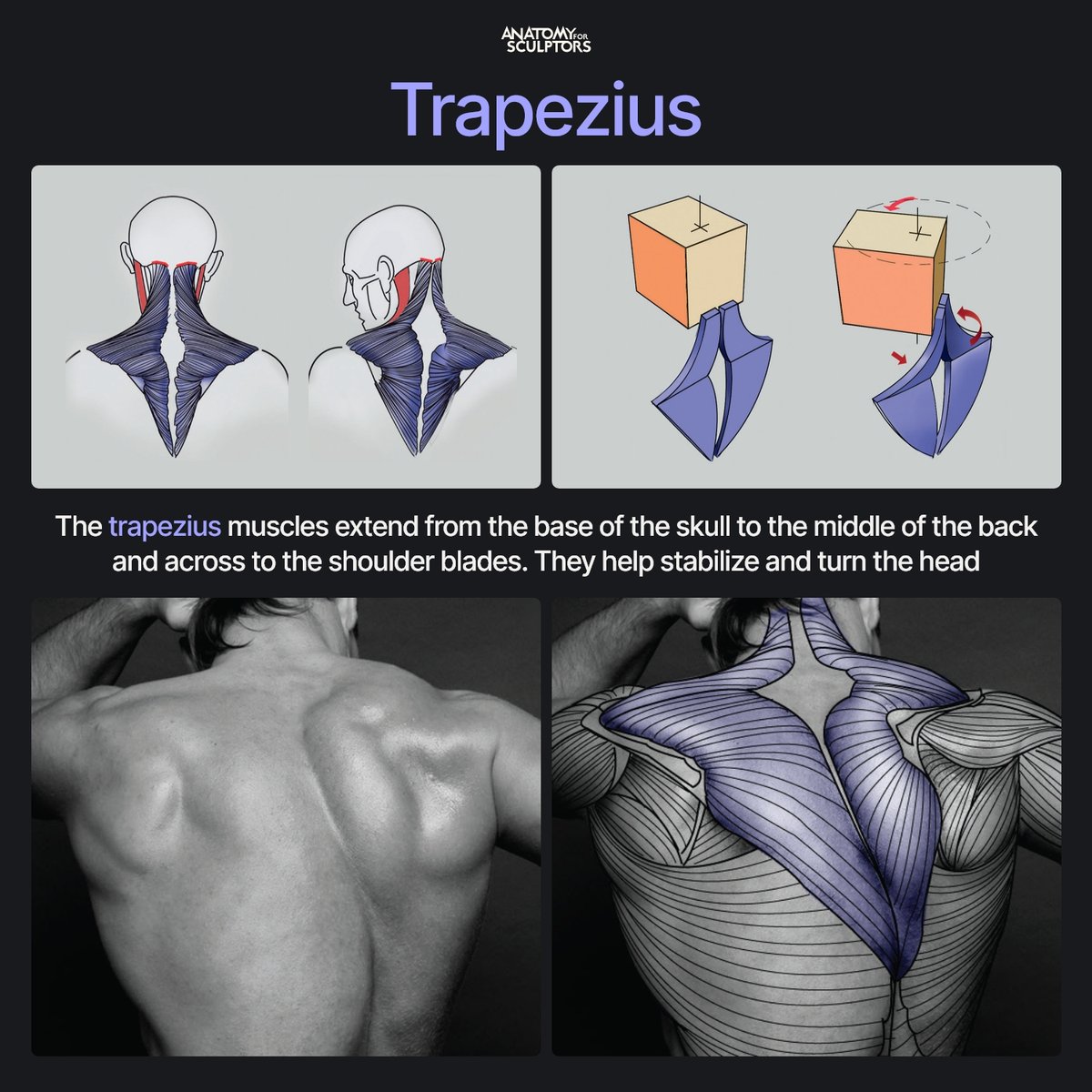 A4Sculptors's tweet photo. The traps are paired muscles that shape the neck, shoulders, and upper back. When the head turns, one side contracts while the other lengthens, helping stabilise the movement. #anatomy #3dmodeling #characterdesign https://t.co/JGtX6WV43p