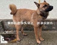fukushiyamesagi's tweet photo. 🆘緊急🆘#収容犬
🆘収容期限10/2(金) 
9/28(月)千葉県木更津市矢那
鈴付青首輪♂
赤首輪♀
茶黒雑種犬×2
📲君津保健所🙇🏻‍♂️#八天堂
迷い迷子保護ミックスイヌいぬオスメス黒茶色黒い虎毛君津袖ケ浦袖ヶ浦富津俵田小櫃横田駅東清川上総祇園巌根コイトコーヒーラーメン日可里高倉観音イオンタウンモール請西

🚨9/28(月)同じ地域(木更津市矢那)より2頭→「オス」「体格/中」「首輪等/青、鈴付」とされる茶黒(或いは黒茶/虎毛)の犬、「メス」「体格/中」「首輪等/赤」とされるマズルが黒い茶黒(或いは黒茶)の犬が収容されています‼️
🚨飼い主様、関係者様は大至急お迎えをお願いいたします🙏🏻
🚨収容犬にお心当たりのある方は大至急、君津保健所迄ご連絡をお願いいたします📲🙇🏻‍♂️

◎公示には以下の記載があります🐕🐕

【公示番号27】種類『雑種』毛色『茶黒』* 性別『オス』** 体格『中』首輪等『青、鈴付』*** 備考『-』

【公示番号28】種類『雑種』毛色『茶黒』* 性別『メス』** 体格『中』首輪等『赤』*** 備考『-』
￼
＊公示掲載画像の動物は、撮影・再生条件、被毛・皮膚の濡れ・汚れ、或いは傷病等により色合いや印象が逸走当時とは違って見える場合があります。また毛色・毛柄等の認識・表現は個人の感覚等によっても異なる為、「公示番号27」の犬が公示記載毛色の「茶黒」ではなく、茶黒トラ、黒茶、黒茶トラ、茶色、虎毛、トラ毛、或いは黒い犬、黒犬等として捜索されている可能性もあります。【公示番号28】の犬は公示記載毛色の「茶黒」ではなく、黒茶、茶色、鼻黒、或いは赤犬等として捜索されている可能性もあります。収容犬個体特有の特徴は君津保健所迄お問い合わせください(※迷子動物をお探しの方は直接君津保健所へ出向かれてのご確認が確実です。)📲🙏🏻

＊＊収容動物は長毛、傷病、或いは興奮等により性別の確認が困難な場合があり、公示記載の性別が後日訂正される可能性もあります。正確な情報は君津保健所迄お問い合わせください📲🙇🏻‍♂️

＊＊＊公示掲載画像の収容動物装着品は撮影・再生条件、褪色・劣化等により元の色合い・形状とは違って見える場合があります。正確な情報は君津保健所迄お問い合わせください📲🙏🏻

⚠️公示掲載画像が不鮮明な為、収容犬・装着品等についてご不明な点は君津保健所迄お問い合わせください📲🙇🏻‍♂️

⚠️⚠️公示には推定年齢、鑑札・注射済票、マイクロチップ等に関する記載はありません。詳細は君津保健所迄お問い合わせください📲🙏🏻

⚠️⚠️⚠️傷病等の有無・状態、収容状況等については君津保健所迄お問い合わせください 📲🙇🏻‍♂️

◎迷子動物は市区町村境・都県境等を越境して収容される場合もあります。

◎公示に記載がなく、掲載画像からも不明な収容動物の特徴等については君津保健所迄お問い合わせください📲🙏🏻

◎各センター・保健所等ではDNA検査による鑑定は実施していないと考えられますので、公示記載の犬種・猫種等は推定であり目安とお考えください🙇🏻‍♂️

◎収容動物は長期放浪等の影響による容姿の変化、或いは首輪等の脱落、色柄・形状等の経年劣化、放浪中の他者による装着等の可能性があります。公示に掲載画像がある場合でも、撮影・再生条件、被毛・皮膚の濡れ・汚れ・傷病等により動物の目の色や毛柄等の特徴、或いは経年劣化等により首輪等の色柄・形状等が逸走当時とは違って見える可能性があります。またリンクのミス等により掲載画像に別の個体や装着品が表示されるケースも稀に見られます。公示記載情報、或いは掲載画像からの印象と、動物の逸走当時の容姿、装着品との多少の差異に拘らず君津保健所でのご確認をお願いいたします🙏🏻

お問い合わせ
所属課室：健康福祉部君津保健所生活衛生課
電話番号：0438‐22‐3743
ファックス番号：0438-25-4587
📩https://t.co/DeAX7lZm2R

個人等で保護している動物情報(千葉県※千葉市・柏市・船橋市を除く)
⏩https://t.co/Pe6hAQzoys

収容動物情報  -君津地域-
⏩https://t.co/pj47ASzJUB

公示番号27(画像左)

公示番号28(画像右)