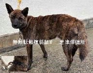 fukushiyamesagi's tweet photo. 🆘緊急🆘#収容犬
🆘収容期限10/2(金) 
9/28(月)千葉県木更津市矢那
鈴付青首輪♂
赤首輪♀
茶黒雑種犬×2
📲君津保健所🙇🏻‍♂️#八天堂
迷い迷子保護ミックスイヌいぬオスメス黒茶色黒い虎毛君津袖ケ浦袖ヶ浦富津俵田小櫃横田駅東清川上総祇園巌根コイトコーヒーラーメン日可里高倉観音イオンタウンモール請西

🚨9/28(月)同じ地域(木更津市矢那)より2頭→「オス」「体格/中」「首輪等/青、鈴付」とされる茶黒(或いは黒茶/虎毛)の犬、「メス」「体格/中」「首輪等/赤」とされるマズルが黒い茶黒(或いは黒茶)の犬が収容されています‼️
🚨飼い主様、関係者様は大至急お迎えをお願いいたします🙏🏻
🚨収容犬にお心当たりのある方は大至急、君津保健所迄ご連絡をお願いいたします📲🙇🏻‍♂️

◎公示には以下の記載があります🐕🐕

【公示番号27】種類『雑種』毛色『茶黒』* 性別『オス』** 体格『中』首輪等『青、鈴付』*** 備考『-』

【公示番号28】種類『雑種』毛色『茶黒』* 性別『メス』** 体格『中』首輪等『赤』*** 備考『-』
￼
＊公示掲載画像の動物は、撮影・再生条件、被毛・皮膚の濡れ・汚れ、或いは傷病等により色合いや印象が逸走当時とは違って見える場合があります。また毛色・毛柄等の認識・表現は個人の感覚等によっても異なる為、「公示番号27」の犬が公示記載毛色の「茶黒」ではなく、茶黒トラ、黒茶、黒茶トラ、茶色、虎毛、トラ毛、或いは黒い犬、黒犬等として捜索されている可能性もあります。【公示番号28】の犬は公示記載毛色の「茶黒」ではなく、黒茶、茶色、鼻黒、或いは赤犬等として捜索されている可能性もあります。収容犬個体特有の特徴は君津保健所迄お問い合わせください(※迷子動物をお探しの方は直接君津保健所へ出向かれてのご確認が確実です。)📲🙏🏻

＊＊収容動物は長毛、傷病、或いは興奮等により性別の確認が困難な場合があり、公示記載の性別が後日訂正される可能性もあります。正確な情報は君津保健所迄お問い合わせください📲🙇🏻‍♂️

＊＊＊公示掲載画像の収容動物装着品は撮影・再生条件、褪色・劣化等により元の色合い・形状とは違って見える場合があります。正確な情報は君津保健所迄お問い合わせください📲🙏🏻

⚠️公示掲載画像が不鮮明な為、収容犬・装着品等についてご不明な点は君津保健所迄お問い合わせください📲🙇🏻‍♂️

⚠️⚠️公示には推定年齢、鑑札・注射済票、マイクロチップ等に関する記載はありません。詳細は君津保健所迄お問い合わせください📲🙏🏻

⚠️⚠️⚠️傷病等の有無・状態、収容状況等については君津保健所迄お問い合わせください 📲🙇🏻‍♂️

◎迷子動物は市区町村境・都県境等を越境して収容される場合もあります。

◎公示に記載がなく、掲載画像からも不明な収容動物の特徴等については君津保健所迄お問い合わせください📲🙏🏻

◎各センター・保健所等ではDNA検査による鑑定は実施していないと考えられますので、公示記載の犬種・猫種等は推定であり目安とお考えください🙇🏻‍♂️

◎収容動物は長期放浪等の影響による容姿の変化、或いは首輪等の脱落、色柄・形状等の経年劣化、放浪中の他者による装着等の可能性があります。公示に掲載画像がある場合でも、撮影・再生条件、被毛・皮膚の濡れ・汚れ・傷病等により動物の目の色や毛柄等の特徴、或いは経年劣化等により首輪等の色柄・形状等が逸走当時とは違って見える可能性があります。またリンクのミス等により掲載画像に別の個体や装着品が表示されるケースも稀に見られます。公示記載情報、或いは掲載画像からの印象と、動物の逸走当時の容姿、装着品との多少の差異に拘らず君津保健所でのご確認をお願いいたします🙏🏻

お問い合わせ
所属課室：健康福祉部君津保健所生活衛生課
電話番号：0438‐22‐3743
ファックス番号：0438-25-4587
📩https://t.co/DeAX7lZm2R

個人等で保護している動物情報(千葉県※千葉市・柏市・船橋市を除く)
⏩https://t.co/Pe6hAQzoys

収容動物情報  -君津地域-
⏩https://t.co/pj47ASzJUB

公示番号27(画像左)

公示番号28(画像右)