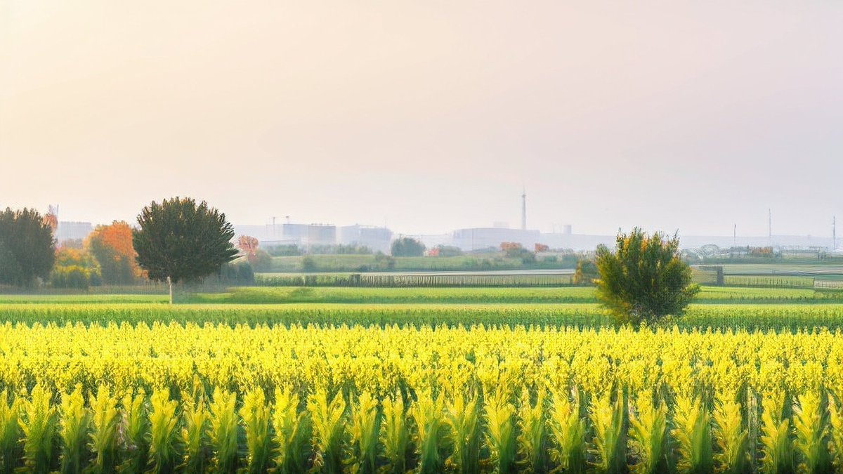 rizki2717's tweet photo. When the sun shines over the僬厦稼 field, every grain holds hope for the harvest season. https://t.co/umtxTB2iSw
