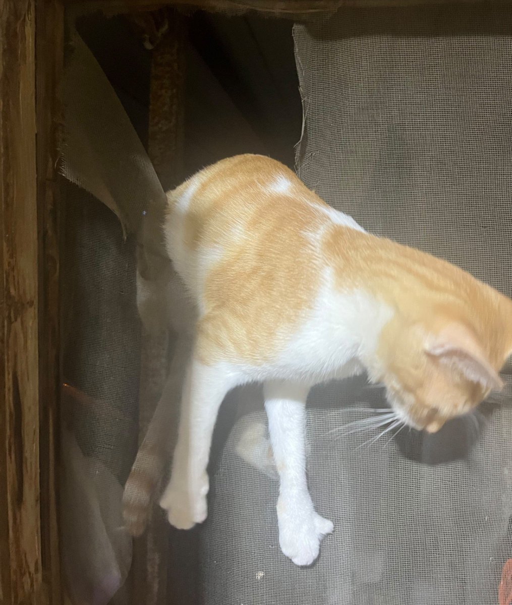 KittyyCattt10's tweet photo. Bizim nasip kapısını zorlayış https://t.co/SC6re18RO7