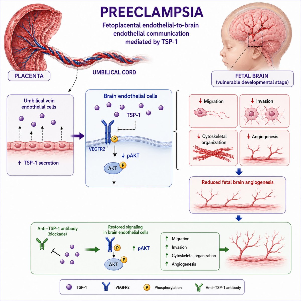 HyperAHA's tweet photo. RESEARCH ARTICLE: TSP-1 Endothelial Signaling Impairs Brain Angiogenesis in Preeclampsia @cescudero27 @Estefyaraceli1 @HitenMistry1

https://t.co/9PFWRhGSlN https://t.co/P5GS5QvaQz