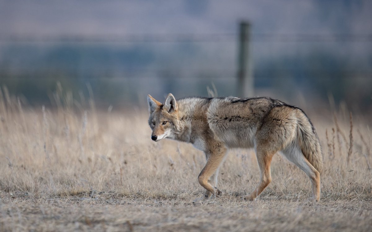 Screwworm_RR's tweet photo. Texas Wildlife Surveillance Update 🐻🦌🦊 
Total animals observed in TX: 126,787  Animals of interest flagged for follow up: 35 
Confirmed screwworm cases in wildlife: 0 
  Since June 4, our @USDA teams in Texas have observed 126,787 animals, using drones, trail cameras, and on-the-ground checks to spot signs of New World screwworm, flagging 35 animals for additional scrutiny.  
 
If you see signs of NWS in wildlife, report it fast by calling APHIS Wildlife Services at 866-4USDA-WS or your state wildlife agency. #ProtectingAgriculture