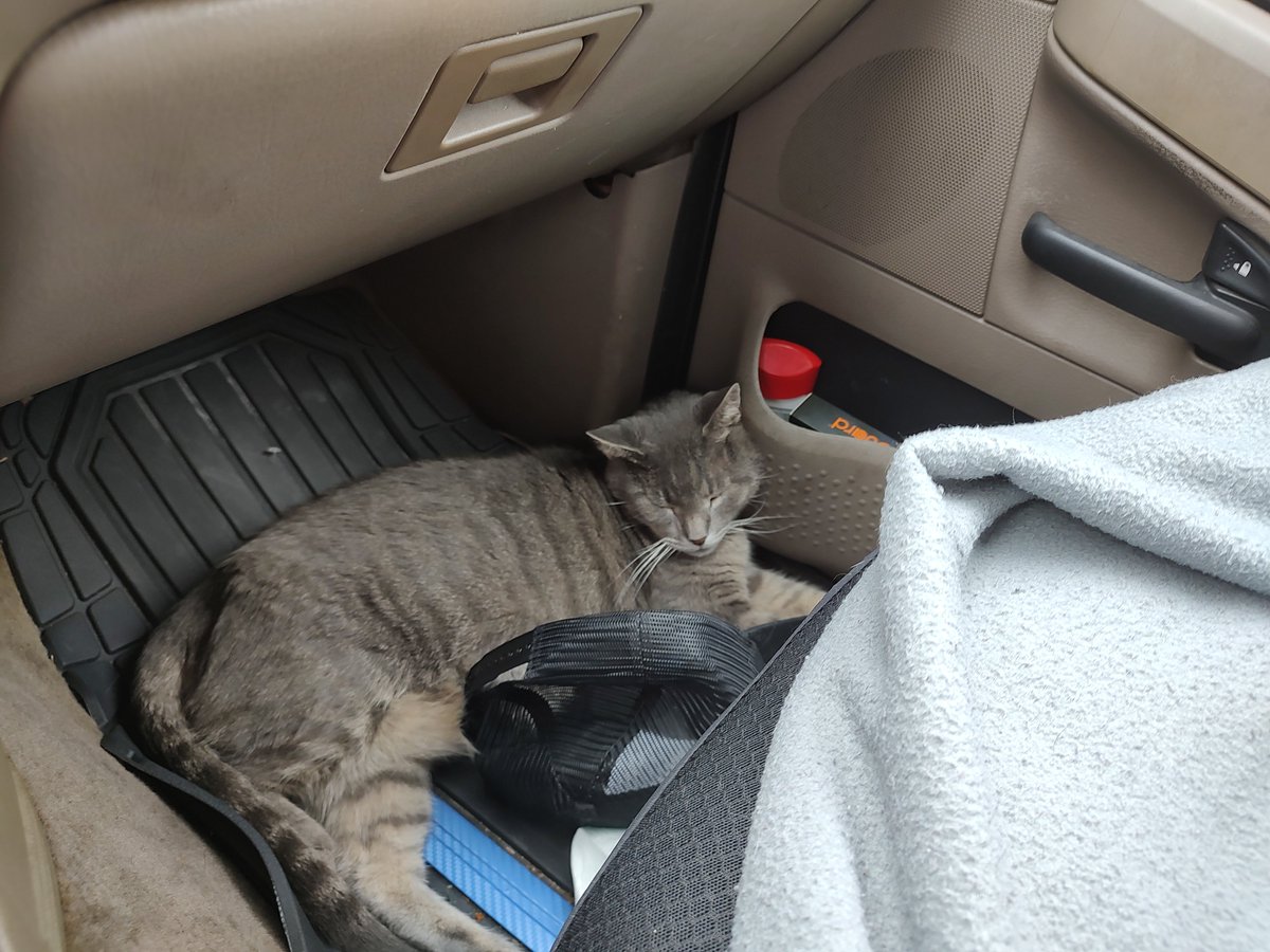 metsuokami's tweet photo. Kitt taking his daily nap while I'm looking for a place to live #Greeley #Colorado 
#BroncosCountry https://t.co/SY5SNBd6nQ