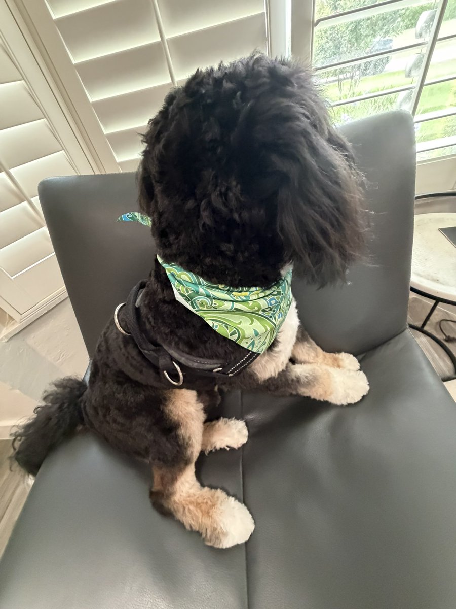 foreverwontend's tweet photo. Fresh cut, fresh bandana, fresh attitude. Maxx looking all nice. ๐ฆMy mush ๐
#maxxlookingallnice #freshgroom #esadog #maxxthetrexx #floridapup #groomingday #goodboy #dogsofflorida #vanityfur #healinginrealtime https://t.co/i4jHTV9SUI