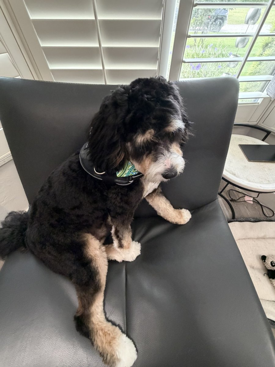 foreverwontend's tweet photo. Fresh cut, fresh bandana, fresh attitude. Maxx looking all nice. ๐ฆMy mush ๐
#maxxlookingallnice #freshgroom #esadog #maxxthetrexx #floridapup #groomingday #goodboy #dogsofflorida #vanityfur #healinginrealtime https://t.co/i4jHTV9SUI