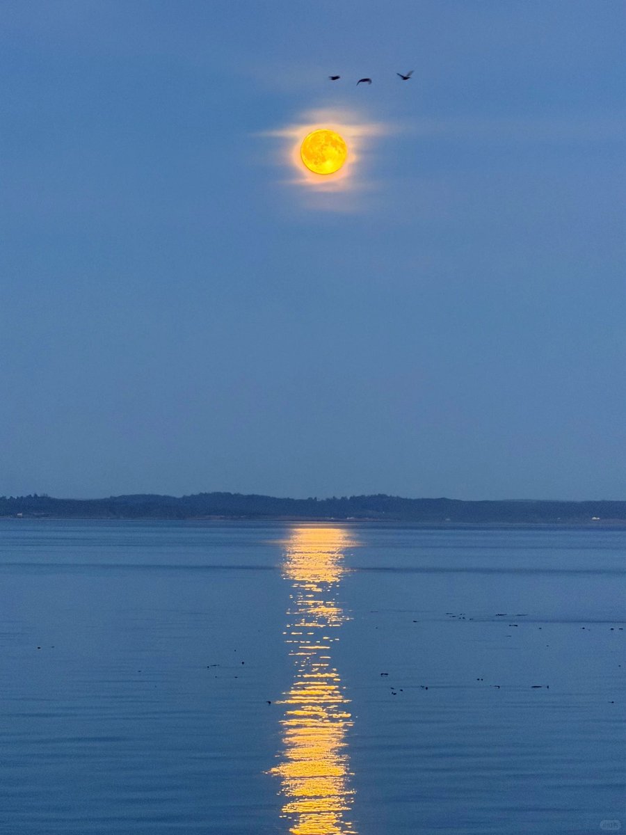 moonloverxjpg's tweet photo. La luna y el mar https://t.co/cDUeIixh1c