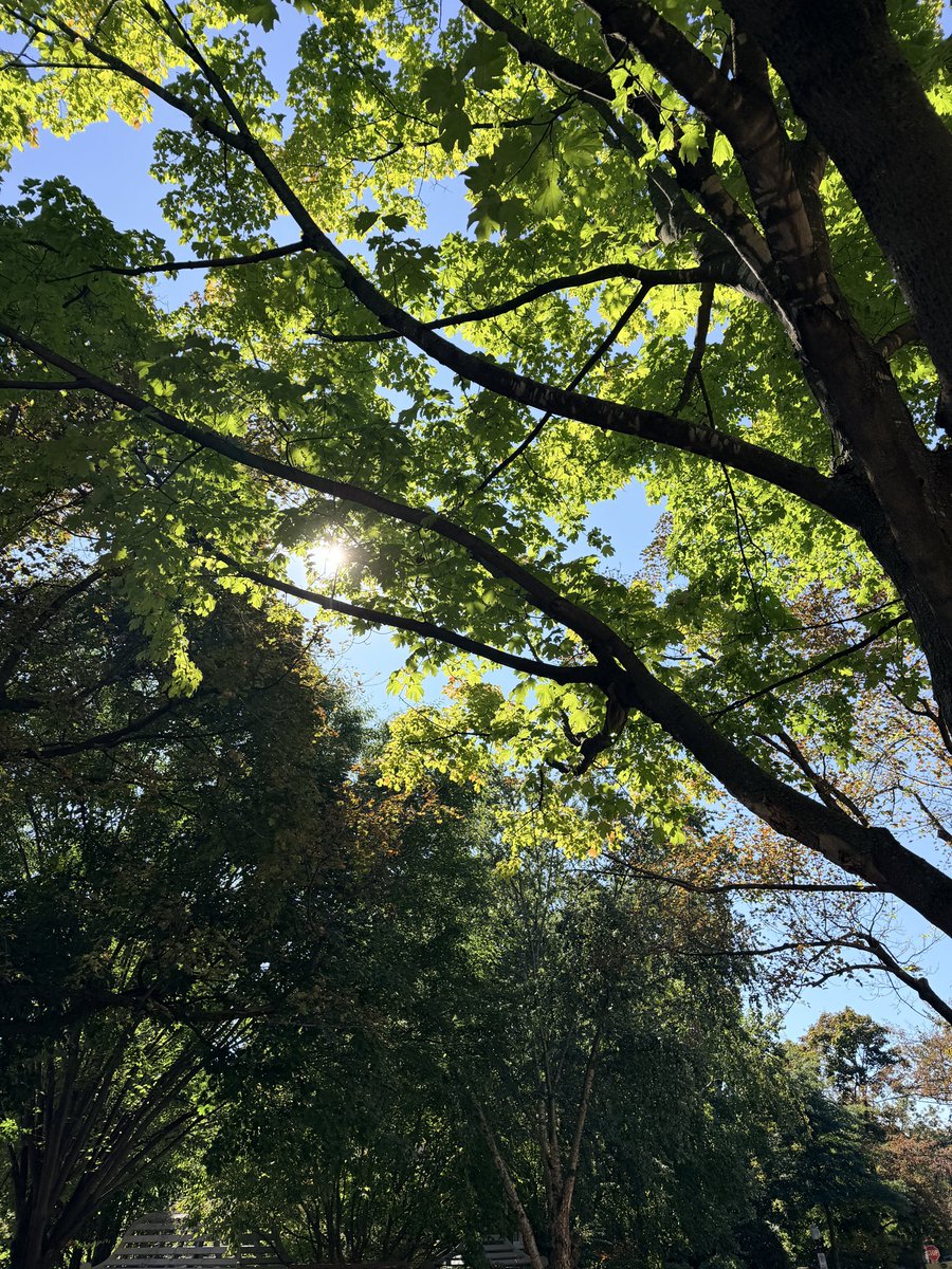 WeatherJackie's tweet photo. I’m calling today the “pick of the week” 🙌

Beautiful blue skies this AM around Georgetown with a little pop of fall color, too. 🍃🍂🍁

Hope everyone got to enjoy a little time outside on this wonderful Wednesday 😎

It’ll feel more like summer to round out the week 👀

#DCwx https://t.co/03wMIfFAbF