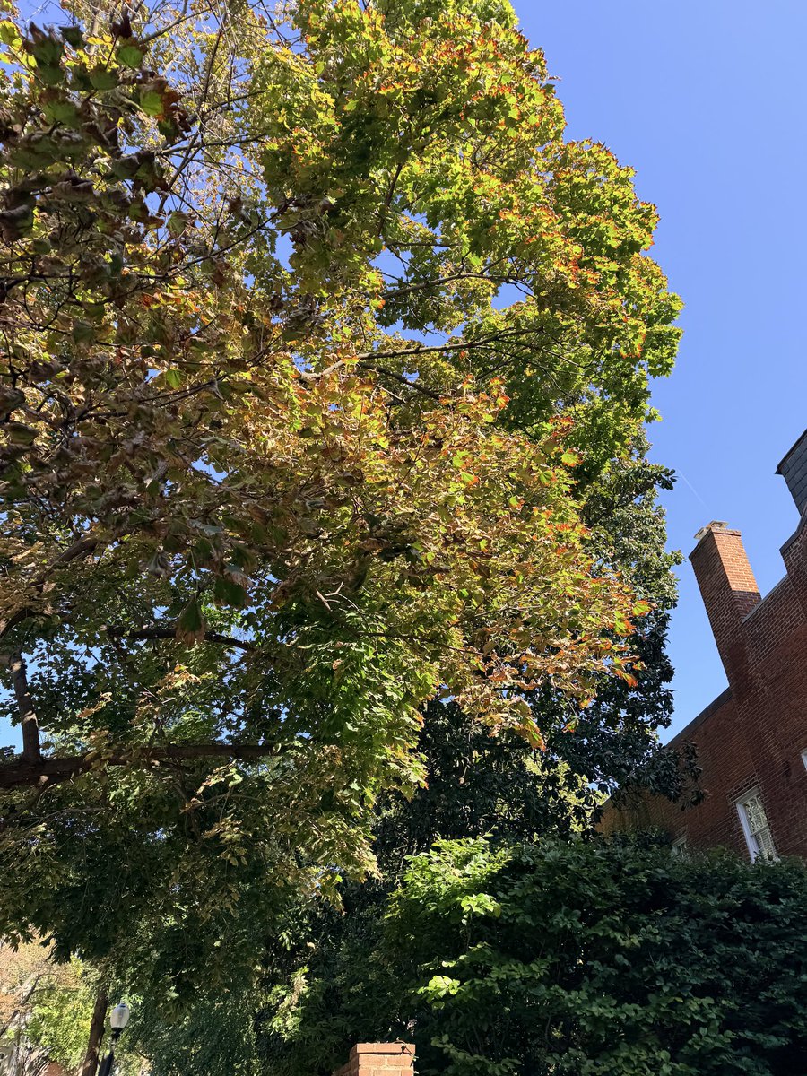 WeatherJackie's tweet photo. I’m calling today the “pick of the week” 🙌

Beautiful blue skies this AM around Georgetown with a little pop of fall color, too. 🍃🍂🍁

Hope everyone got to enjoy a little time outside on this wonderful Wednesday 😎

It’ll feel more like summer to round out the week 👀

#DCwx https://t.co/03wMIfFAbF