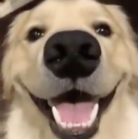 0202thinker's tweet photo. 🐶🐾🩵•🖤🐾🐱 https://t.co/X11RrqePv4