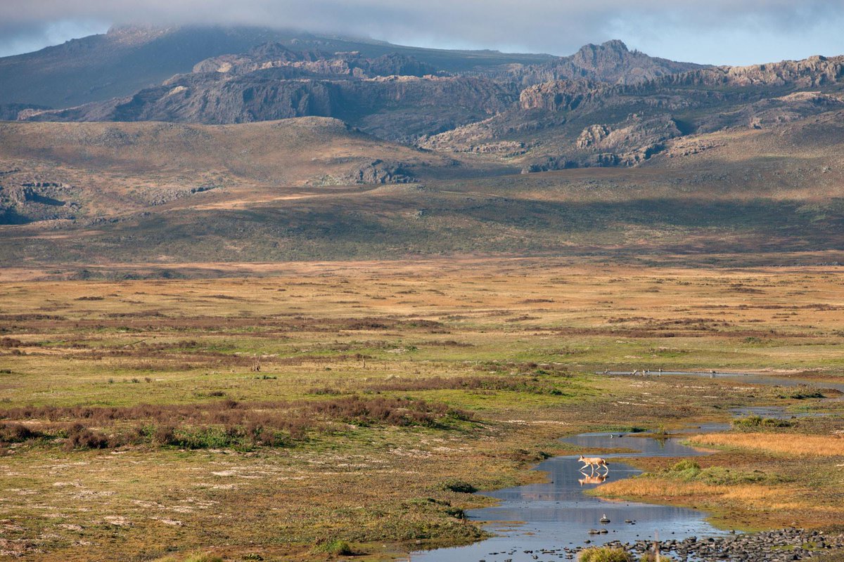 visitethiotours's tweet photo. Beyond the Silence: The Ultimate Safari

Tired of crowded trails? Step into Ethiopia's Bale Mountains with @visitethiop for a raw, soul-stirring encounter with the world's most elusive wild canid.

#EthiopianWolf #BaleMountains #ExploreEthiopia
#BookNow https://t.co/9LYKeJWtUQ