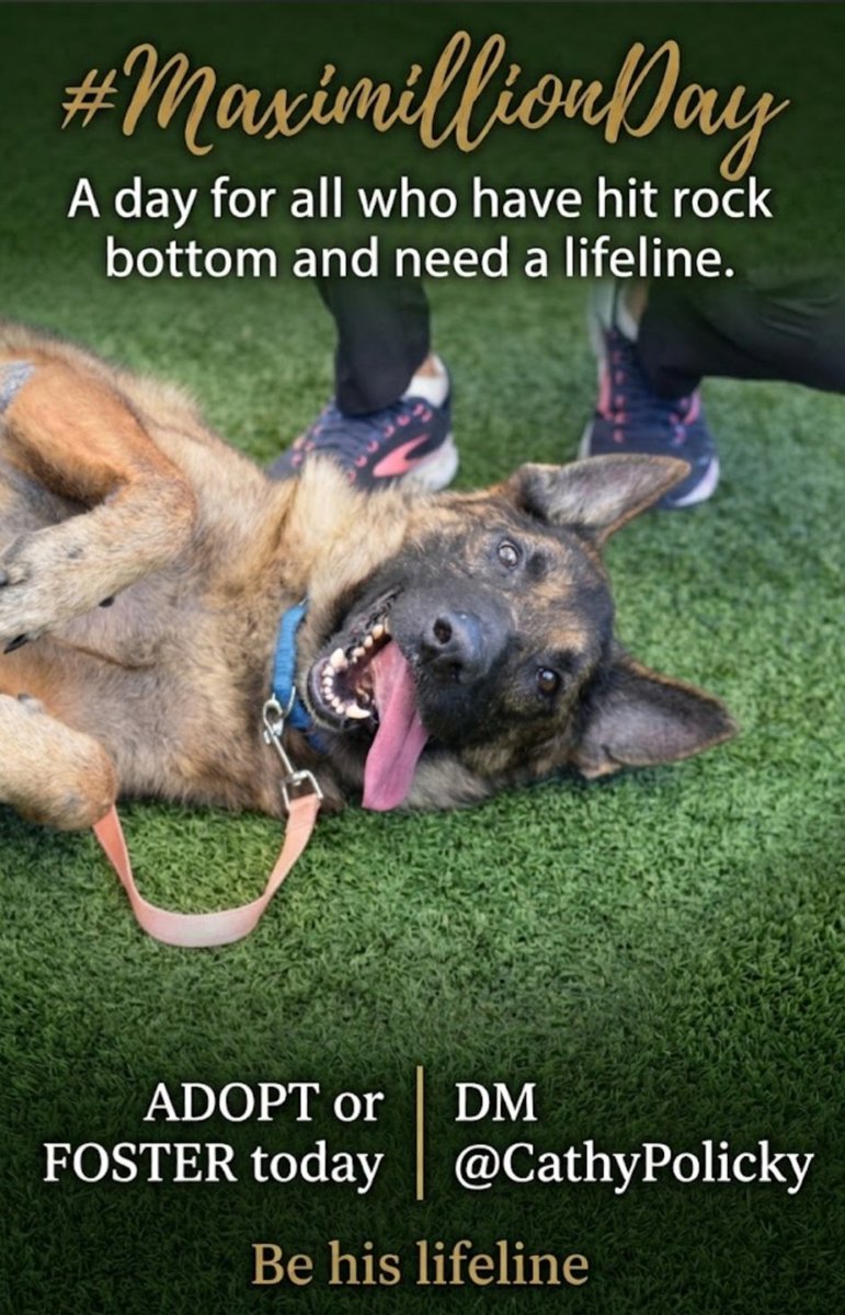 LisaBrabson's tweet photo. MAXIMILLION #260051 8yo
BEGGING U AGAIN PLZ SAVE THIS BOY
Absolutely adorable #GermanShepherd owner sick,darling boy is fighting for his precious life💙
Wonderful personality,misses being loved,great manners
PLZ #ADOPT #FOSTER OR #PLEDGE4RESCUE #NYCACC https://t.co/gF1J7Eddco