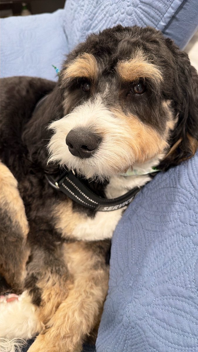 foreverwontend's tweet photo. Fresh cut, fresh bandana, fresh attitude. Maxx looking all nice. ๐ฆMy mush ๐
#maxxlookingallnice #freshgroom #esadog #maxxthetrexx #floridapup #groomingday #goodboy #dogsofflorida #vanityfur #healinginrealtime https://t.co/i4jHTV9SUI