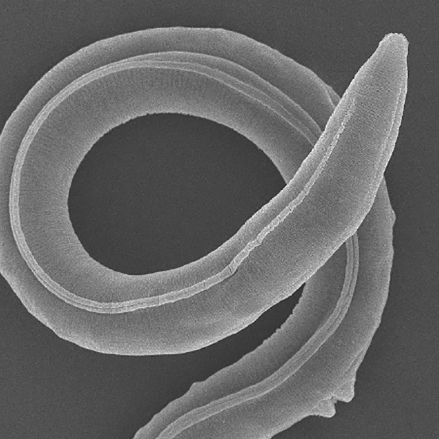 AMAZlNGNATURE's tweet photo. A worm survived 46,000 years in Siberian permafrost

Researchers revived a previously unknown species of microscopic worm from ancient Siberian permafrost. after thawing, it began feeding, moving and producing offspring https://t.co/cU0bALY2MW