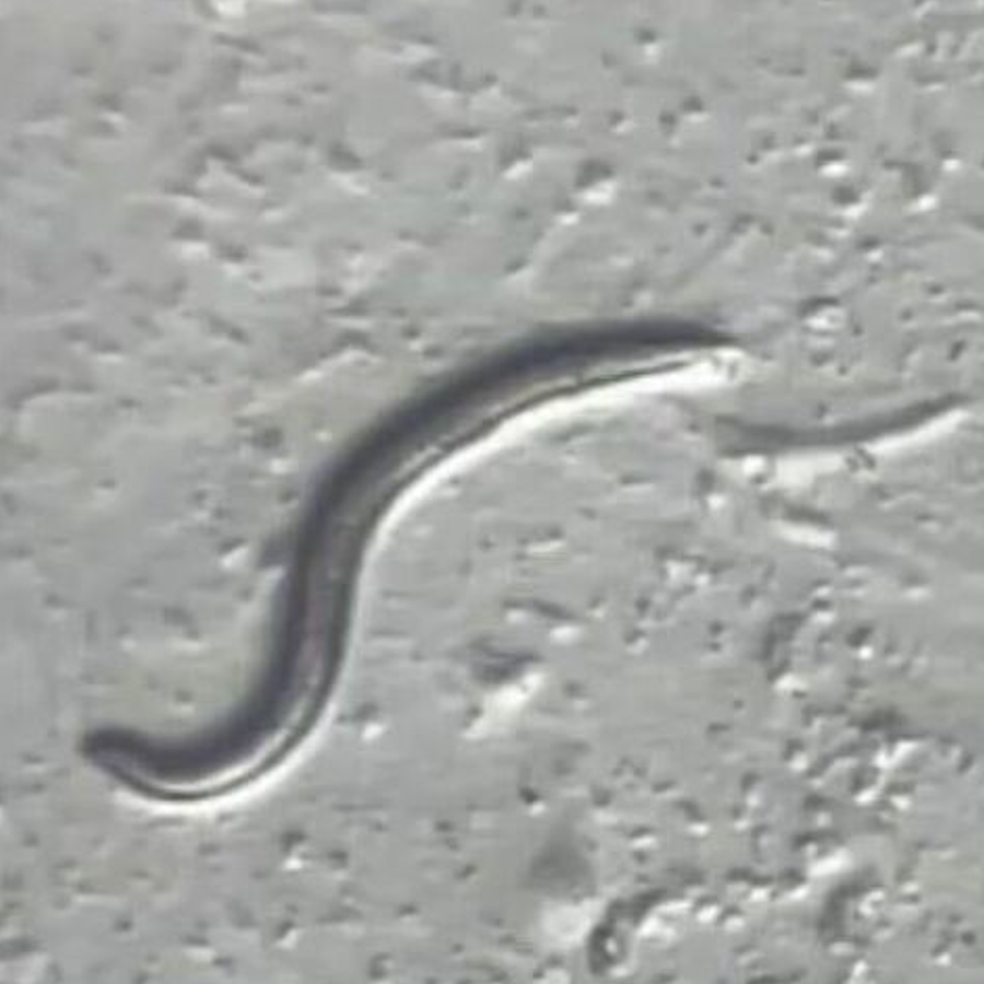 A worm survived 46,000 years in Siberian permafrost

Researchers revived a previously unknown species of microscopic worm from ancient Siberian permafrost. afte