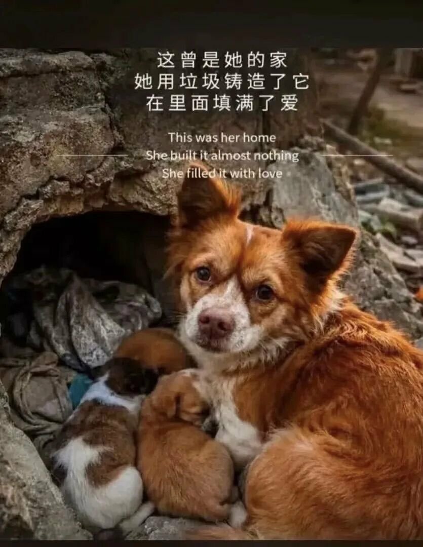 sbl0680's tweet photo. Acılar paylaşınca azalır diyorlar, benimki hiç azalmıyor. 

MİNİĞİ UNUTMA
#JusticeForWangWang https://t.co/GiGewawiA4