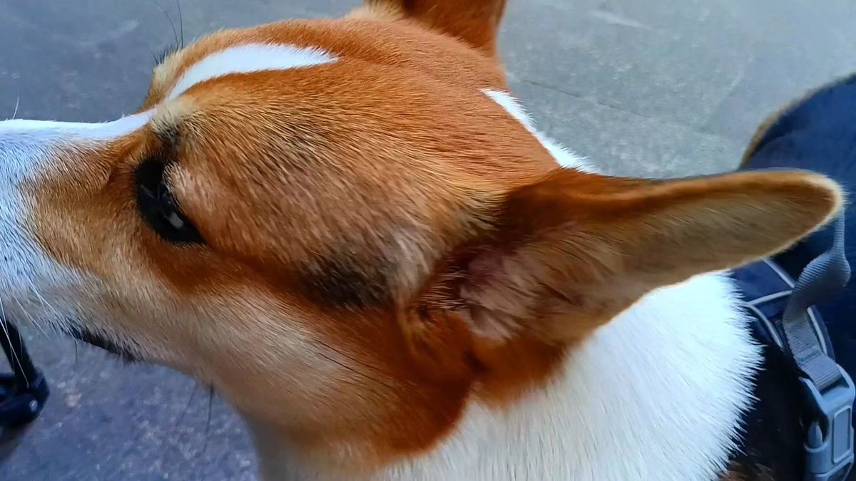 Sommerqta's tweet photo. Mi perro cumple 6 meses hoy! Hoy aprendió a traer la pelota por su cuenta  Un mes más de crecer y de amar cada día.， https://t.co/6mYLK01lW0