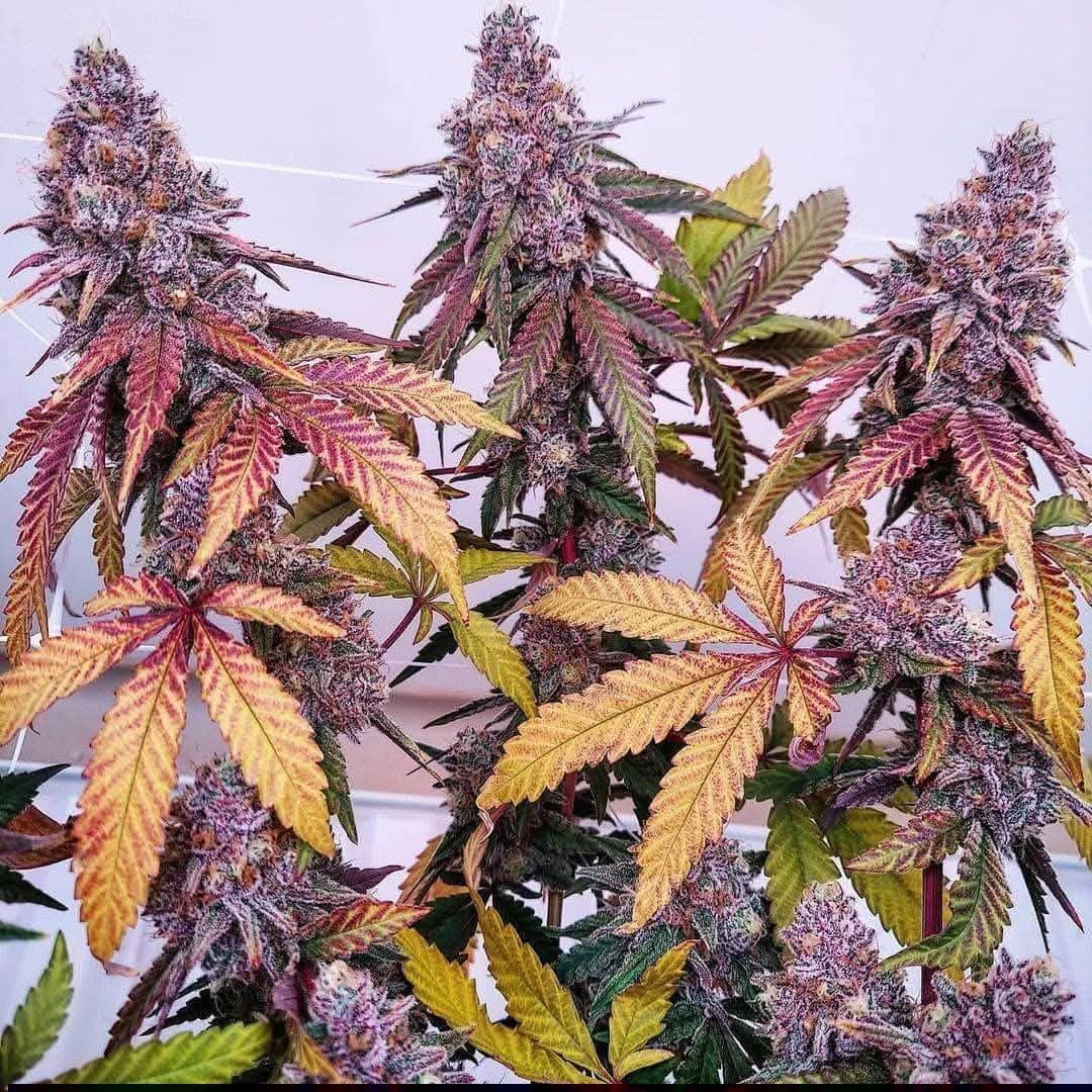 JennaJoy0brv's tweet photo. Marathon Og Autoflower @night.owl.seeds @darkhorse_genetics @darkowlseeds https://t.co/PQSSCDcc5z