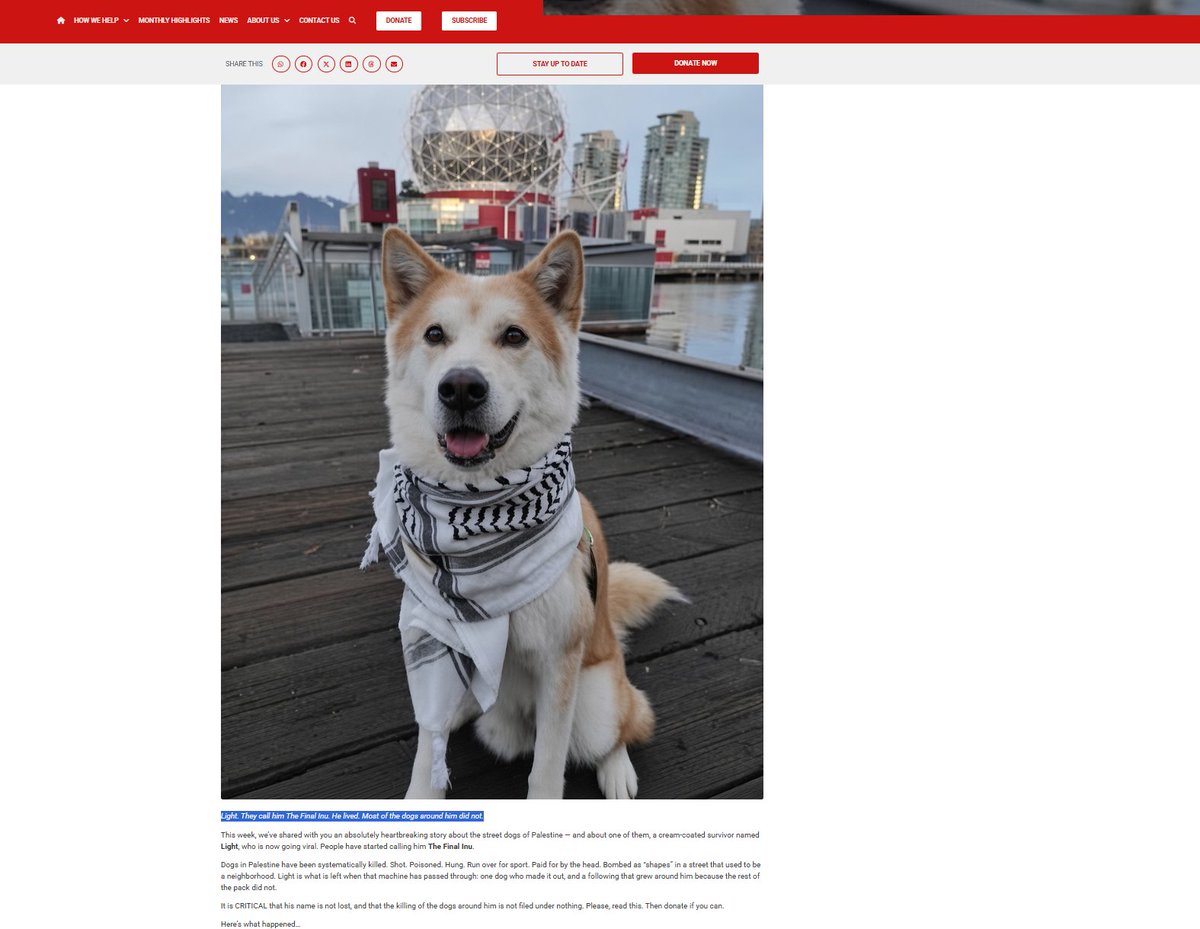 0xNapoleans's tweet photo. A shiba inu in palestine named "light" is being named "the final inu" on instagram after surviving the dog killings that israel is doing,

over 50k dogs have been killed so far since 3 months ago,

sending fees to @networkforanimals since they also have a charity and are actively asking for donations to save light

https://t.co/zy270R1yX9.