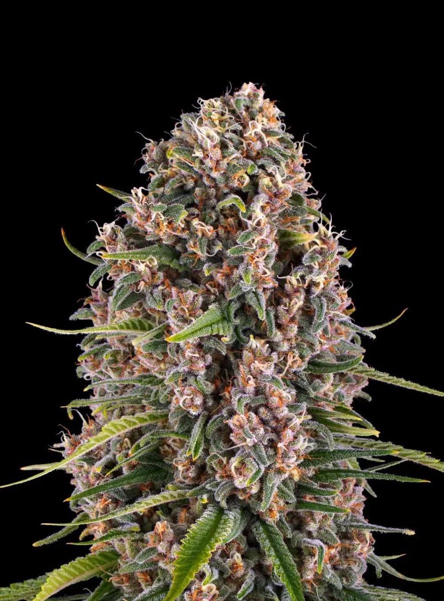 JennaJoy0brv's tweet photo. Pandemonium bred .budzwell chopped at day 73 https://t.co/a31lX6PwHI