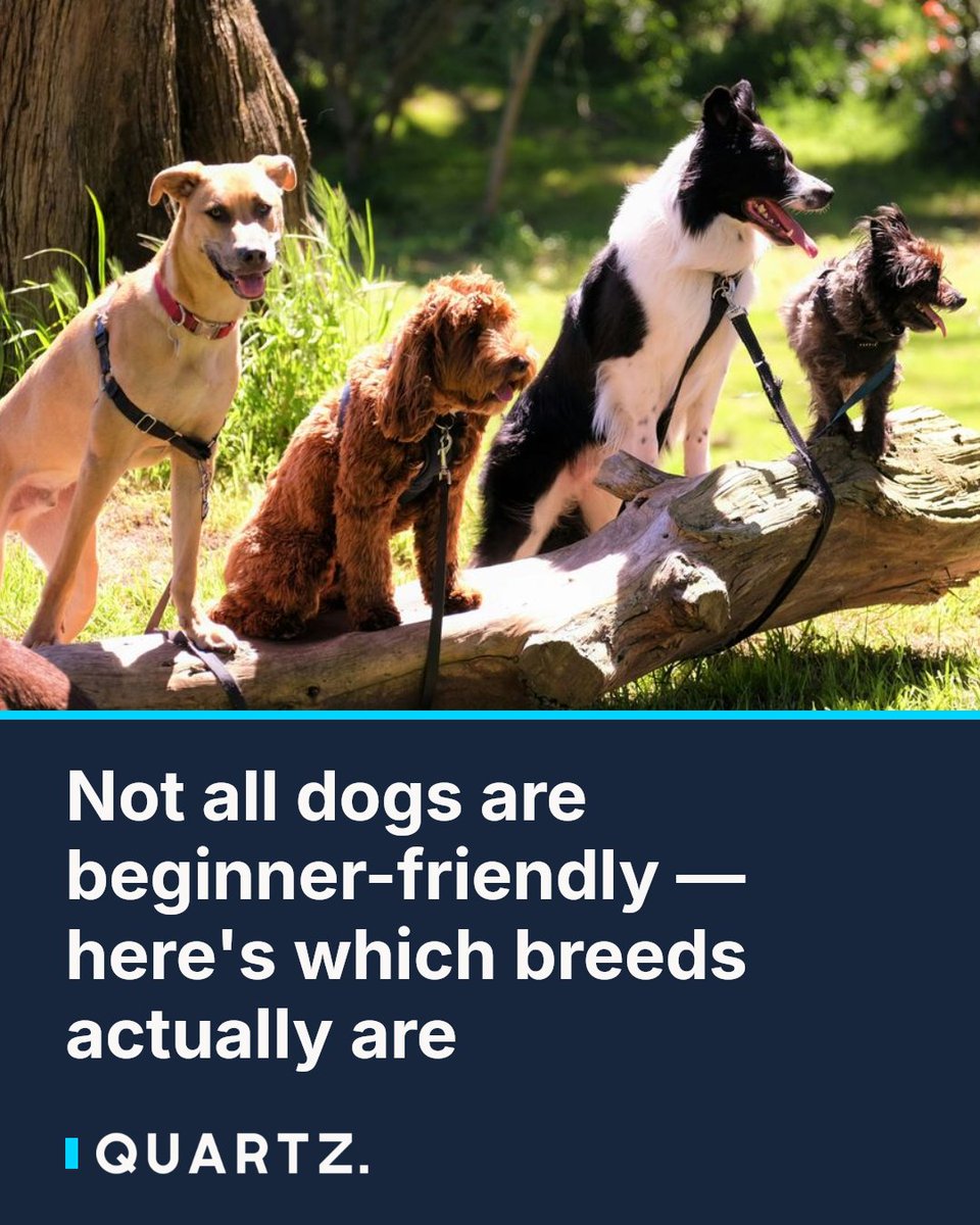 qz's tweet photo. Not all dogs are beginner-friendly — here's which breeds actually are
Picking the wrong dog breed can turn a dream into a decade of frustration. From calm whippets to easygoing Labs, this ranked guide breaks down which breeds are genuine
#DogBreeds #FirstTimeDogOwner #PetAdvice https://t.co/mhj4W35oBw