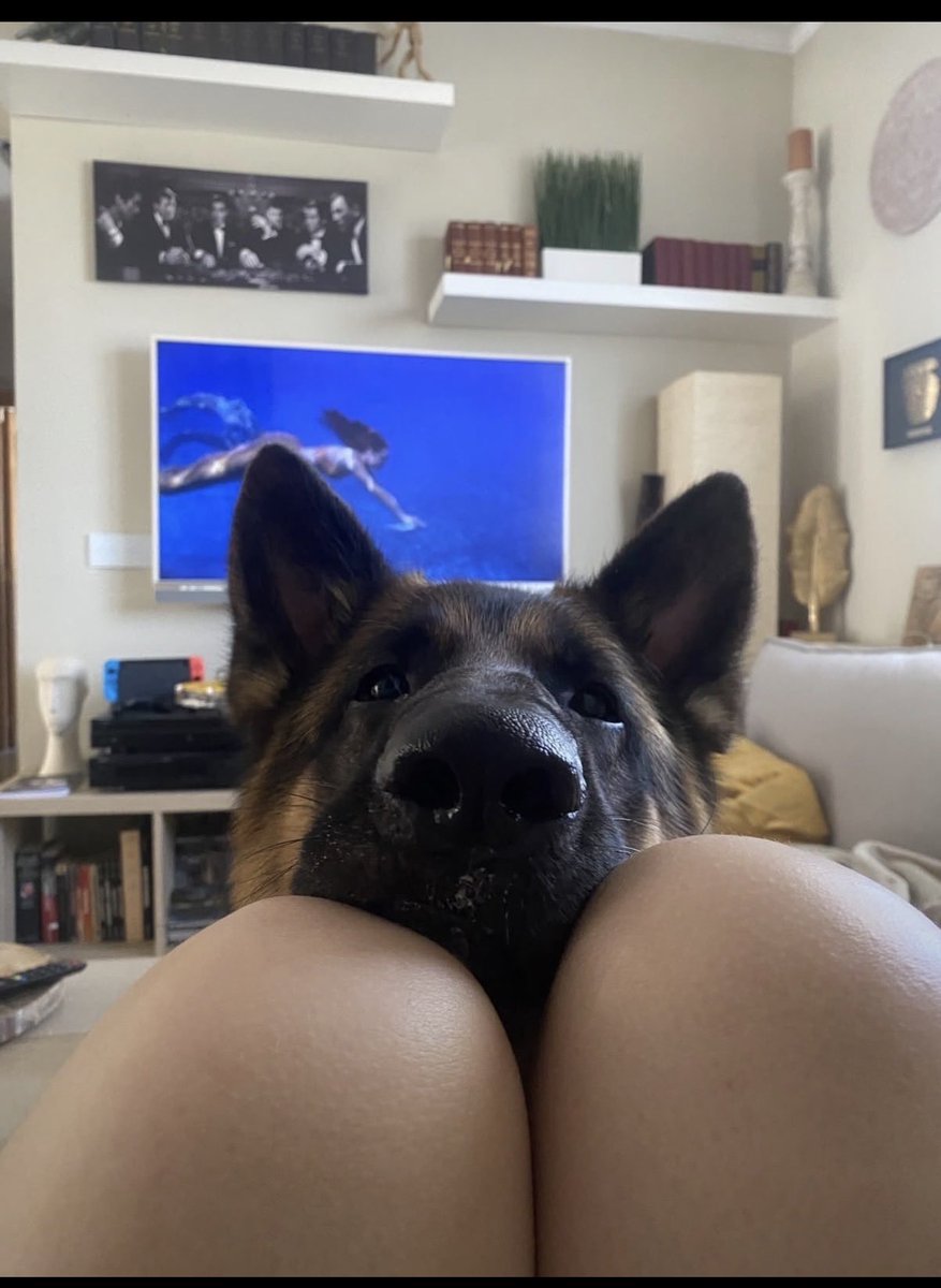 cannibacupcake1's tweet photo. Feeling curious?
%: My newest dog
knotting content is waiting for you. DM me on Telegram and ask for the prices.
Certified k9 lover »
Captivating &amp; untamed
Dropping exclusive videos you can't shake
DM for menu https://t.co/WOWVbLDqvV https://t.co/DxIVEFDhzs