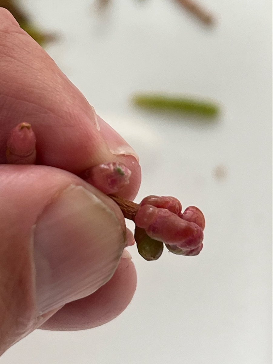 InnovacionIFAPA's tweet photo. 🌱 Cerrar el ciclo de cultivo también implica conseguir nuestras propias semillas. En IFAPA El Toruño avanzamos en el manejo de Salicornia para obtener semilla destinada a nuevos ciclos de cultivo, reforzando la autonomía y escalabilidad del sistema. #FEMPA #Salicornia https://t.co/qmoAjRh3sB