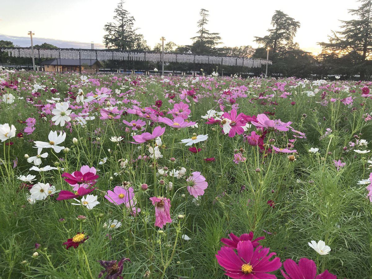 te2c4610's tweet photo. 花を愛でる https://t.co/gG7Ny1TQJA