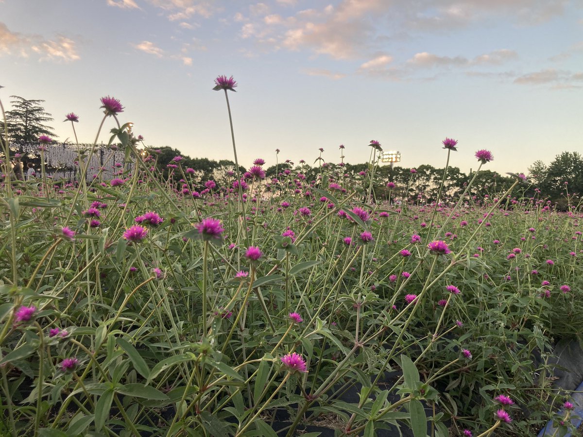 te2c4610's tweet photo. 花を愛でる https://t.co/gG7Ny1TQJA