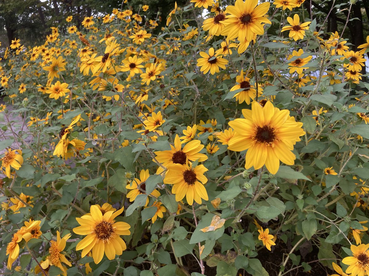 te2c4610's tweet photo. 花を愛でる https://t.co/gG7Ny1TQJA