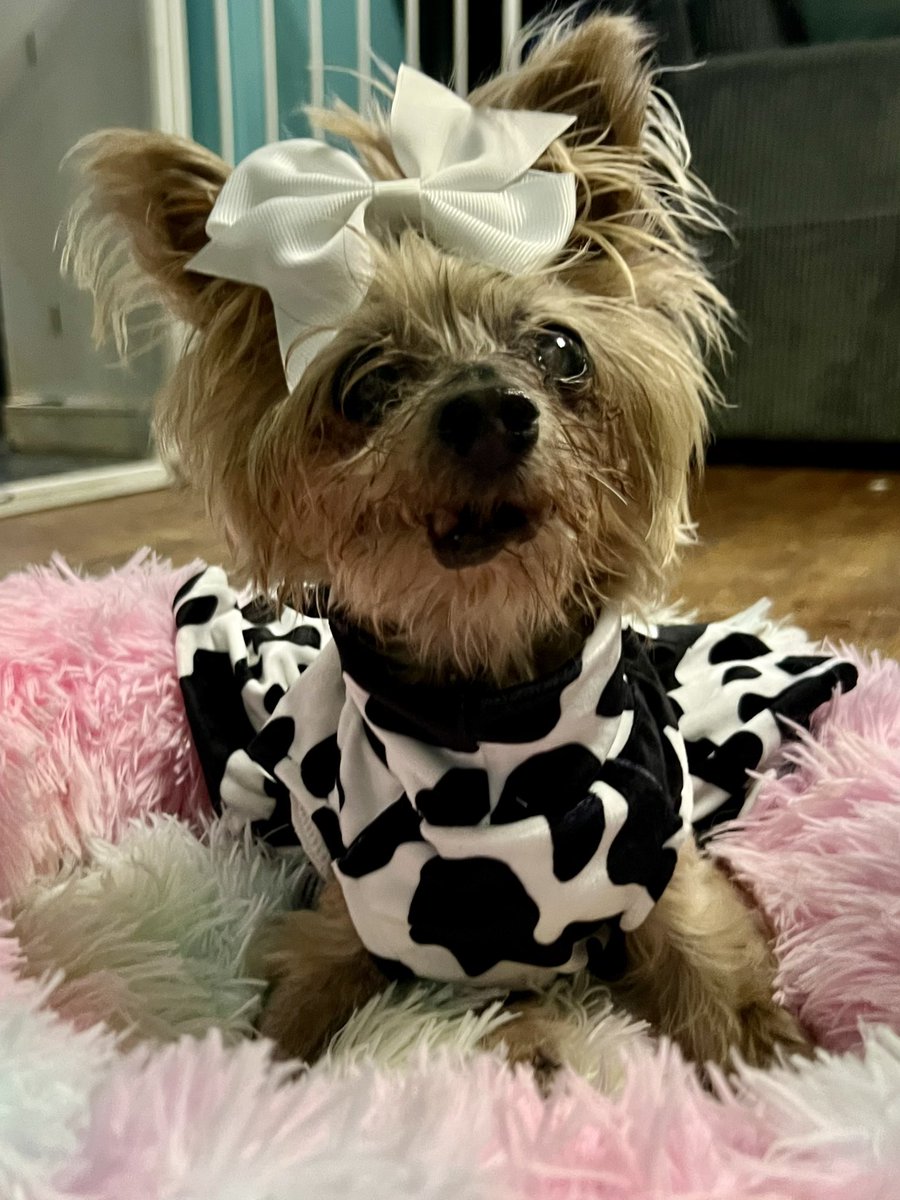 TheHerdHouse's tweet photo. You know you’re in The HERD when you get a house cow outfit.
Thank you. #KindnessMatters
#FallFashionWeek with Jennifer Aniston. https://t.co/Zh8bNjG4X5