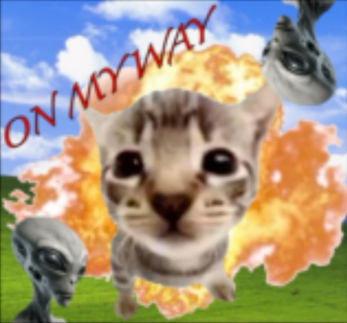 PunchingCat's tweet photo. https://t.co/oh4GPSnqop
