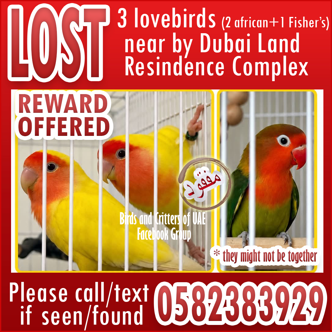 BirdsofUAE's tweet photo. #lostparrot  #lostandfoundparrots #lostandfoundparrotsinuae #lostlovebird #birdsandcrittersofuae #lovebird #lovebirds  #lostpet #lostpets #dubaipetslostandfound #dubai #dubaiparrots  #uae #dubai #lostandfoundpetsuae #dubailand #dubailandresidencecomplex #dubailandresidence https://t.co/cbLZA2Uaaz
