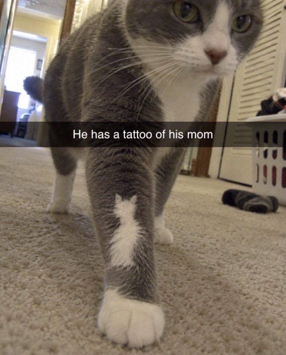 hardcatmemes's tweet photo. https://t.co/1mu4NIudYK