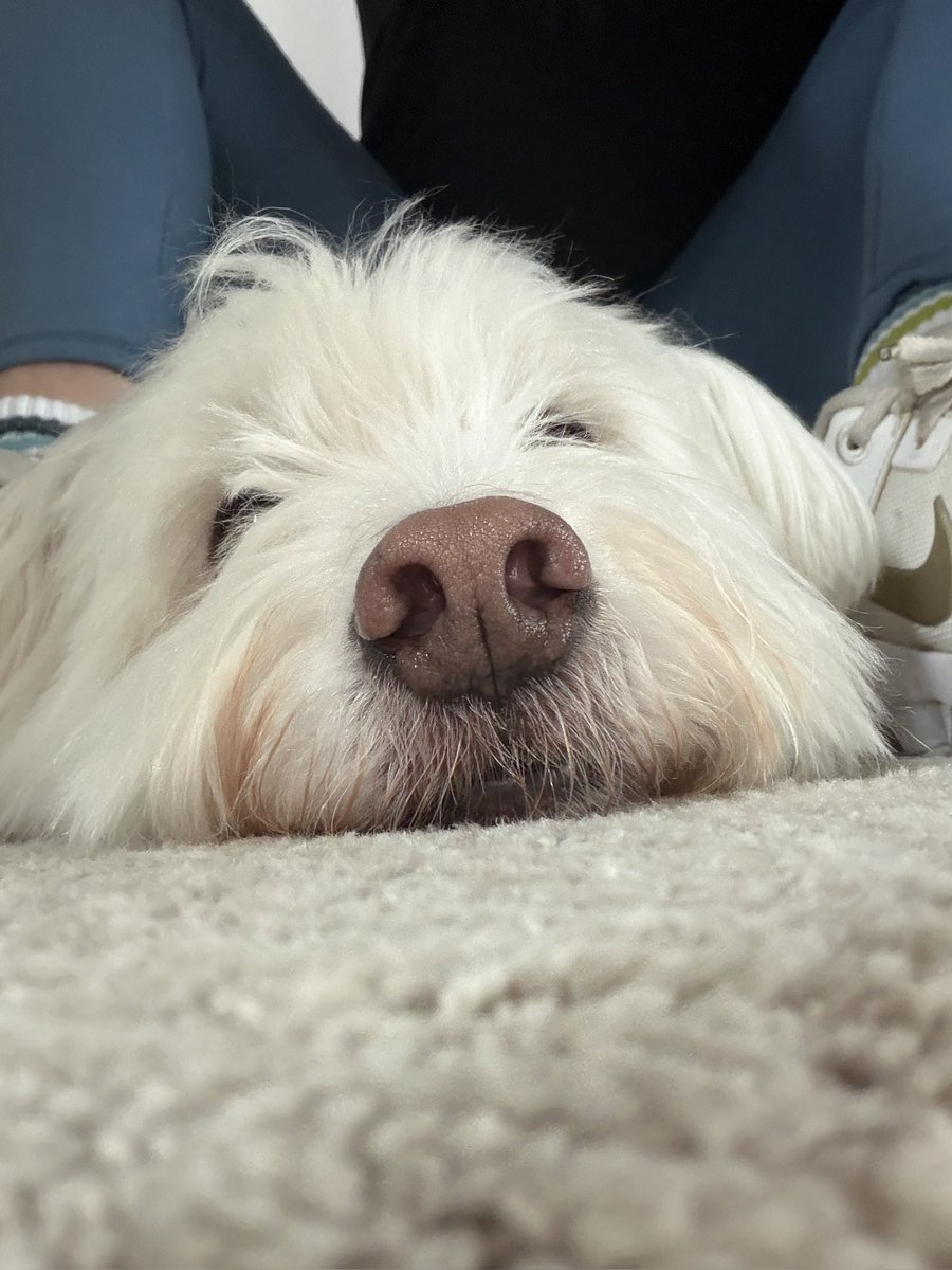 PerfectParker4's tweet photo. Freshly floofed, buds. And my tummy’s all better!! #sofreshansocleanclean #chillaxin #ifeelgood https://t.co/A6EjPJrXiv