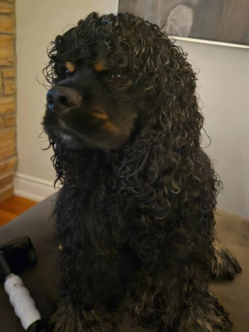oelma__'s tweet photo. Handsome guy needs a name https://t.co/MmnhXc8Iso