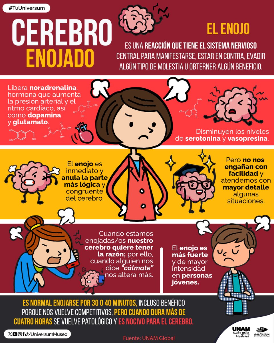 UniversumMuseo's tweet photo. ¿Sueles enojarte mucho? ¿Sabes qué pasa con tu #cerebro durante esta emoción? 🧠😡
Te contamos un poco. 👇

#TuUniversum https://t.co/iAUv2n9pIZ