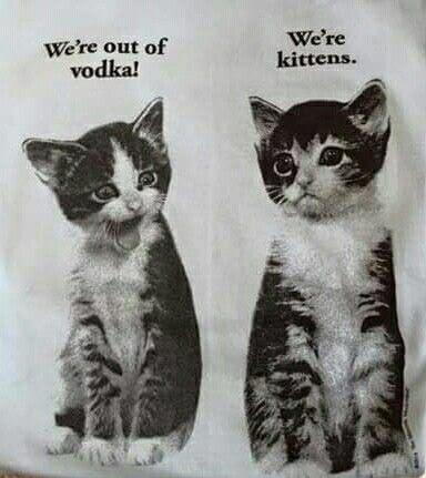 shehemoglobin's tweet photo. We're kittens. https://t.co/dQeefOVMzY